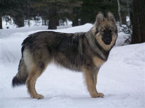 alsatian dog wiki|More.